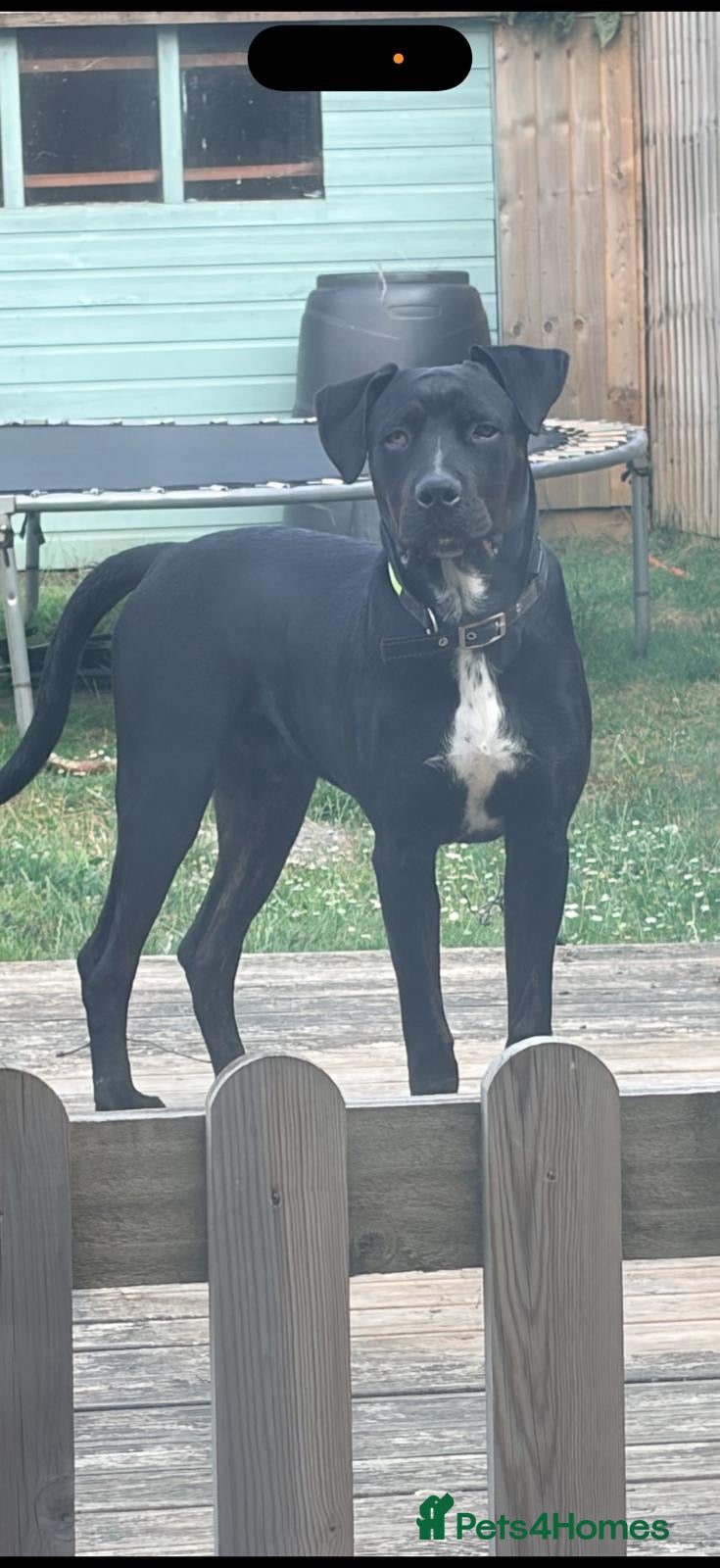 Mixed Breed dogs 10 month old Buck - Advert 5