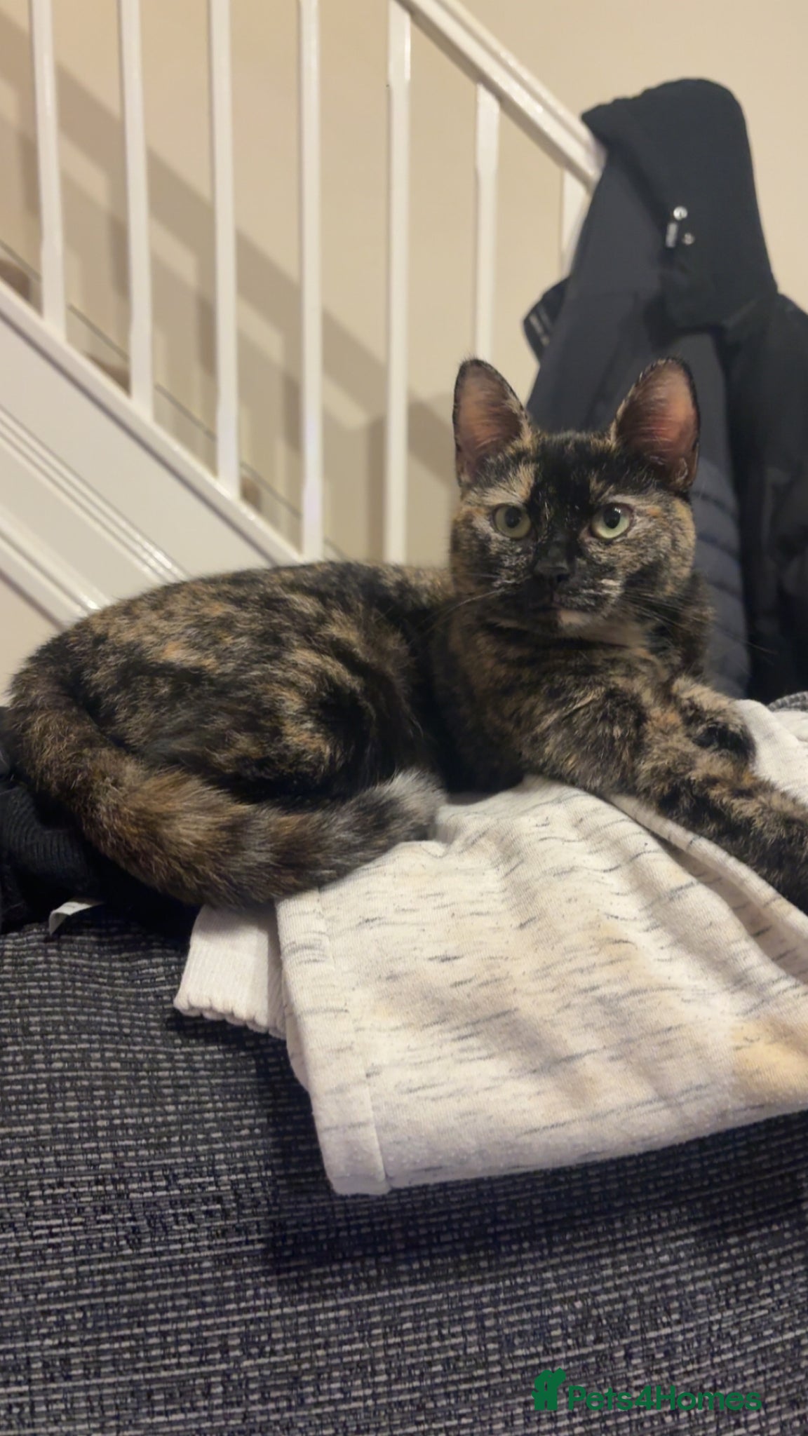Mixed Breed cats Narla - Advert 1