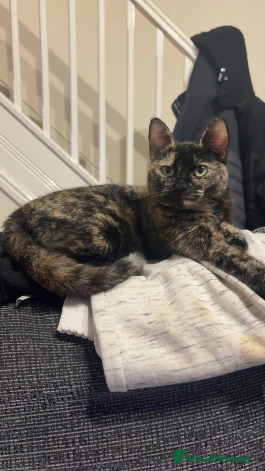 Mixed Breed cats for sale: Narla - Advert 1