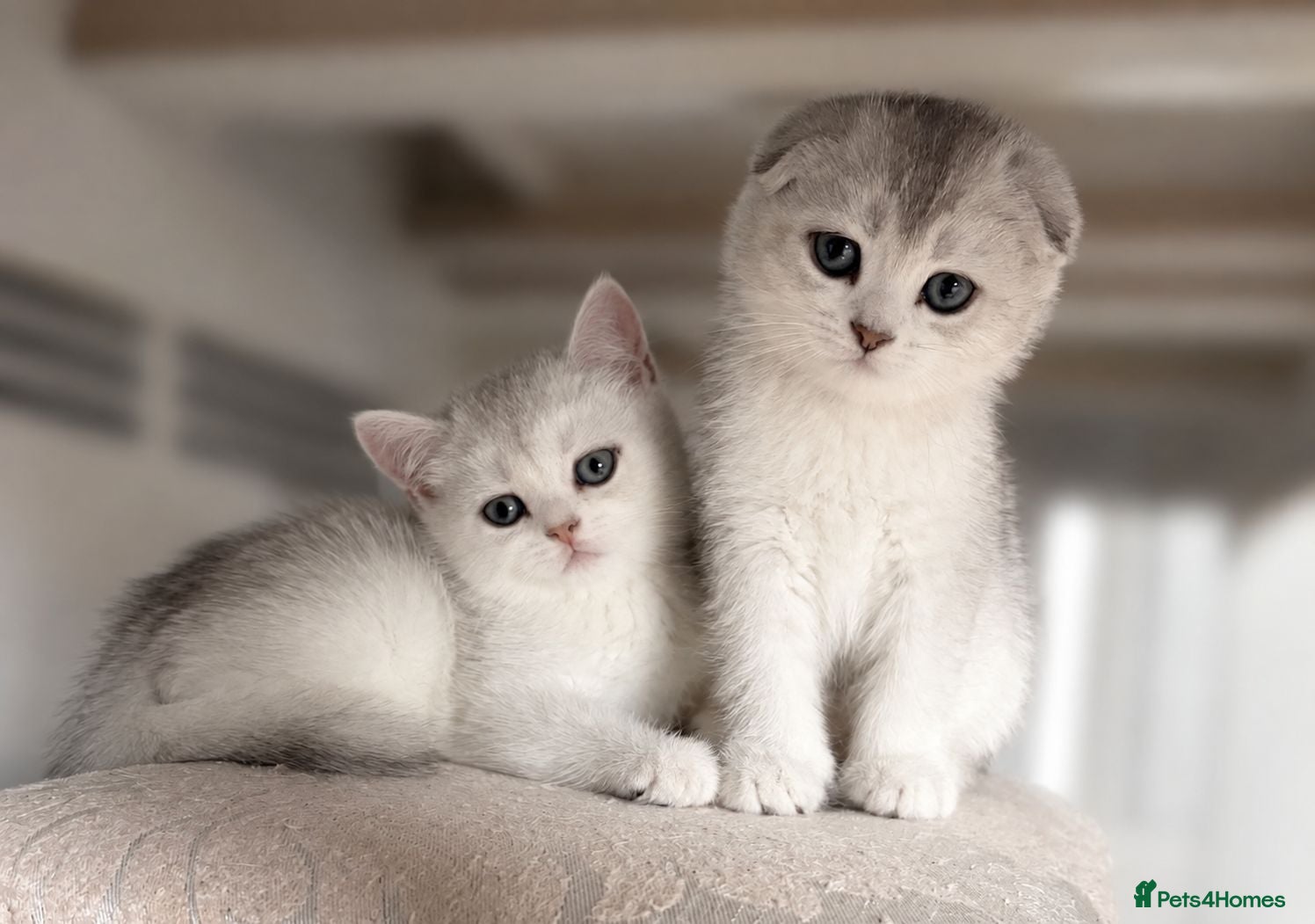 Scottish Fold cats Adorable Scottish Fold Kittens - Only 2 left - Advert 1
