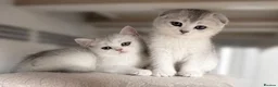 Scottish Fold cats for sale: Adorable Scottish Fold Kittens - Only 2 left - Advert 5