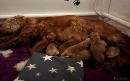 Cocker Spaniel dogs for sale: English Show Cocker Spaniel litter Waiting list  - Image 8