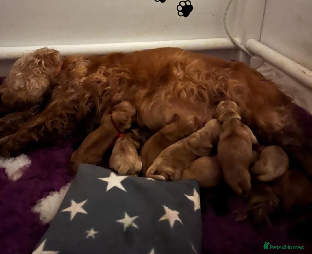Cocker Spaniel dogs for sale: English Show Cocker Spaniel litter Waiting list  - Image 8
