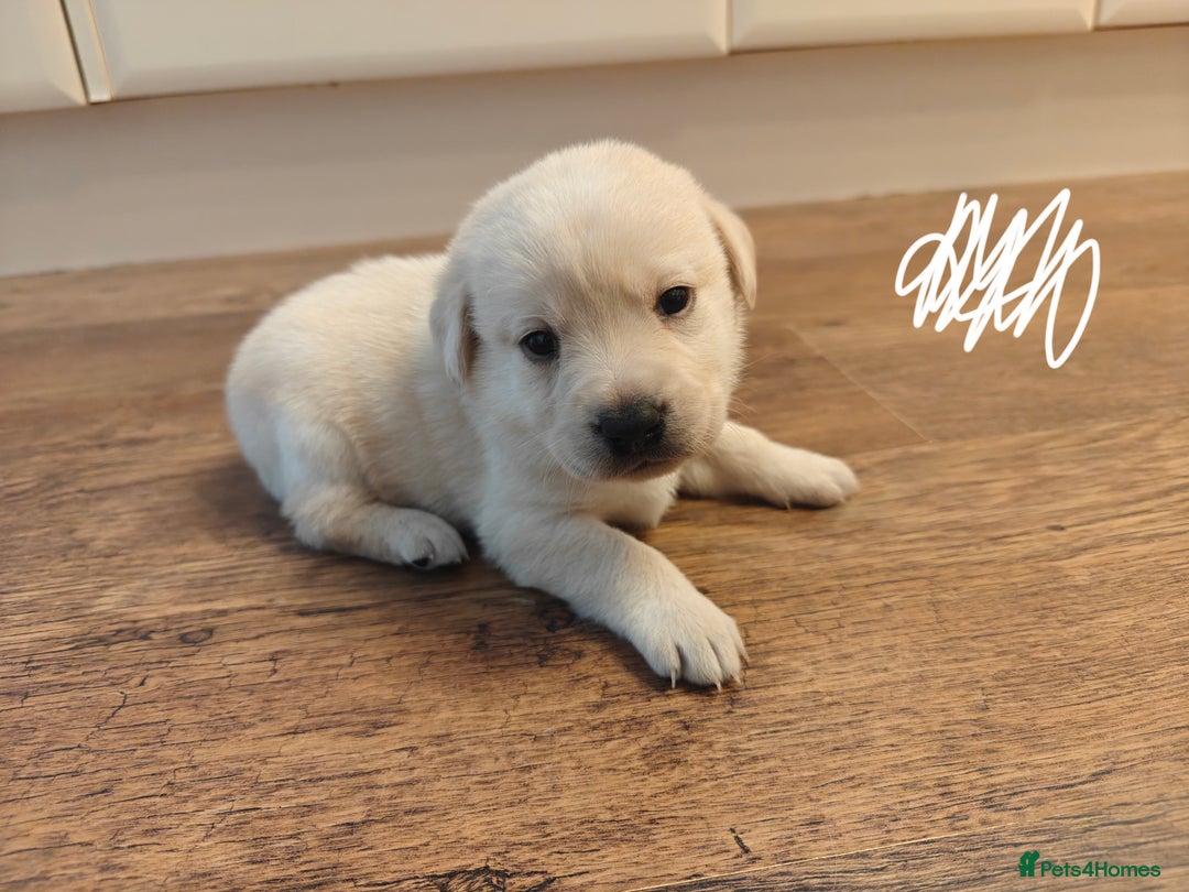 Labrador Retriever dogs for sale: Labrador Retriever Puppies - Image 9