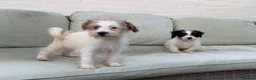 Jack Russell dogs for sale: 3 male Jack Russell puppies  - Advert 15