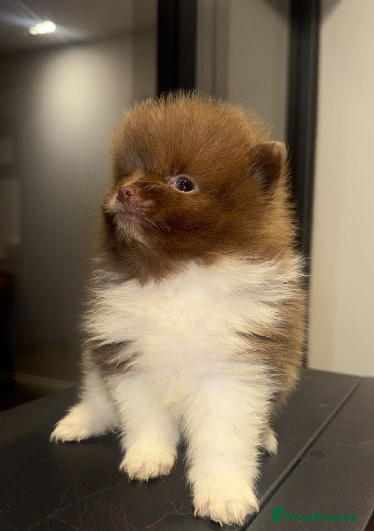 Pomeranian dogs Kc Beautiful chocolate parti poms 🤎🤍 - Advert 6