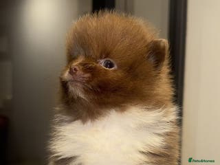 Pomeranian dogs Kc Beautiful chocolate parti poms 🤎🤍 - Advert 7