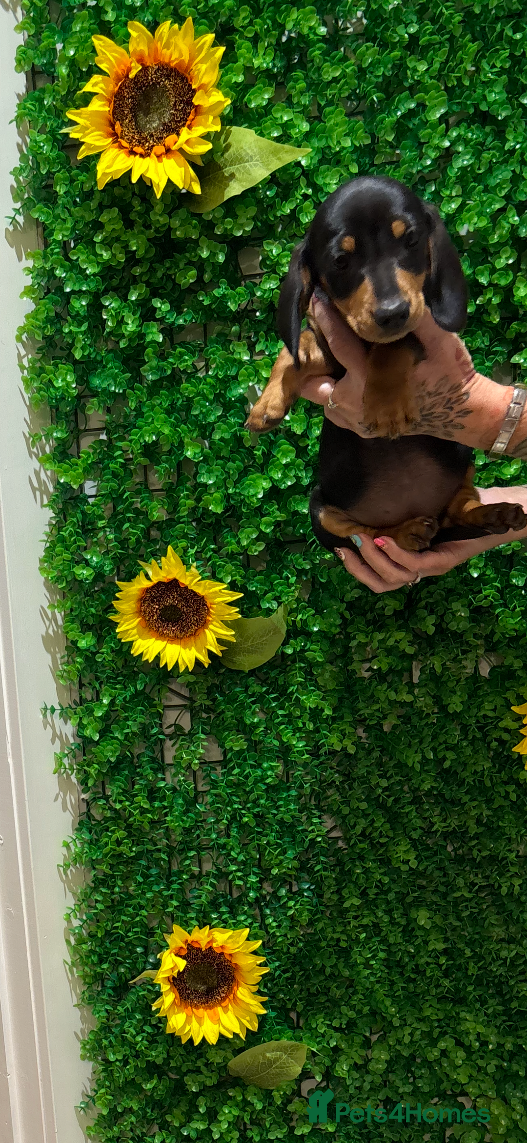 Miniature Dachshund dogs for sale: Smooth hair miniature dachshunds  - Image 5