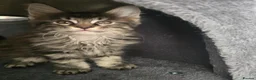 Maine Coon cats for sale:  🐾❤️ BEAUTIFUL MAINE COON KITTENS  ❤️🐾 - Advert 27