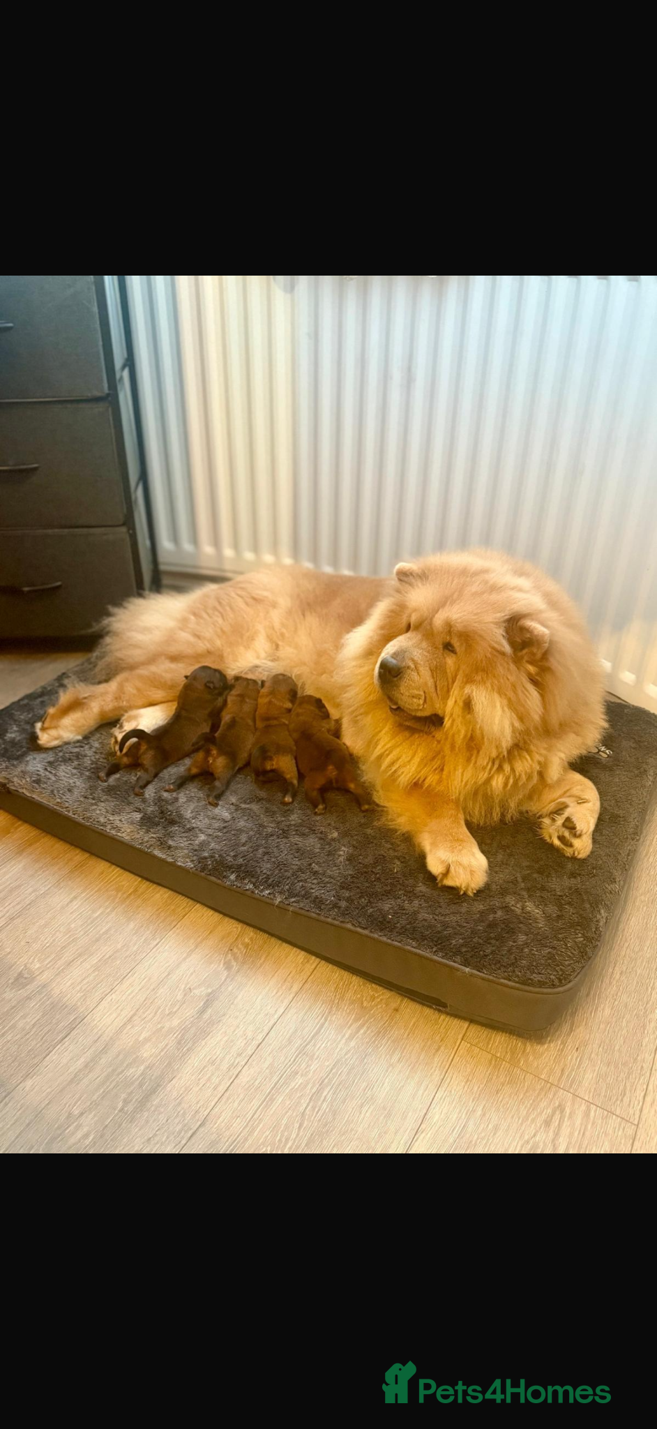 Chow Chow dogs Puppy 1  - Advert 6