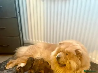 Chow Chow dogs Puppy 1 - Advert 2