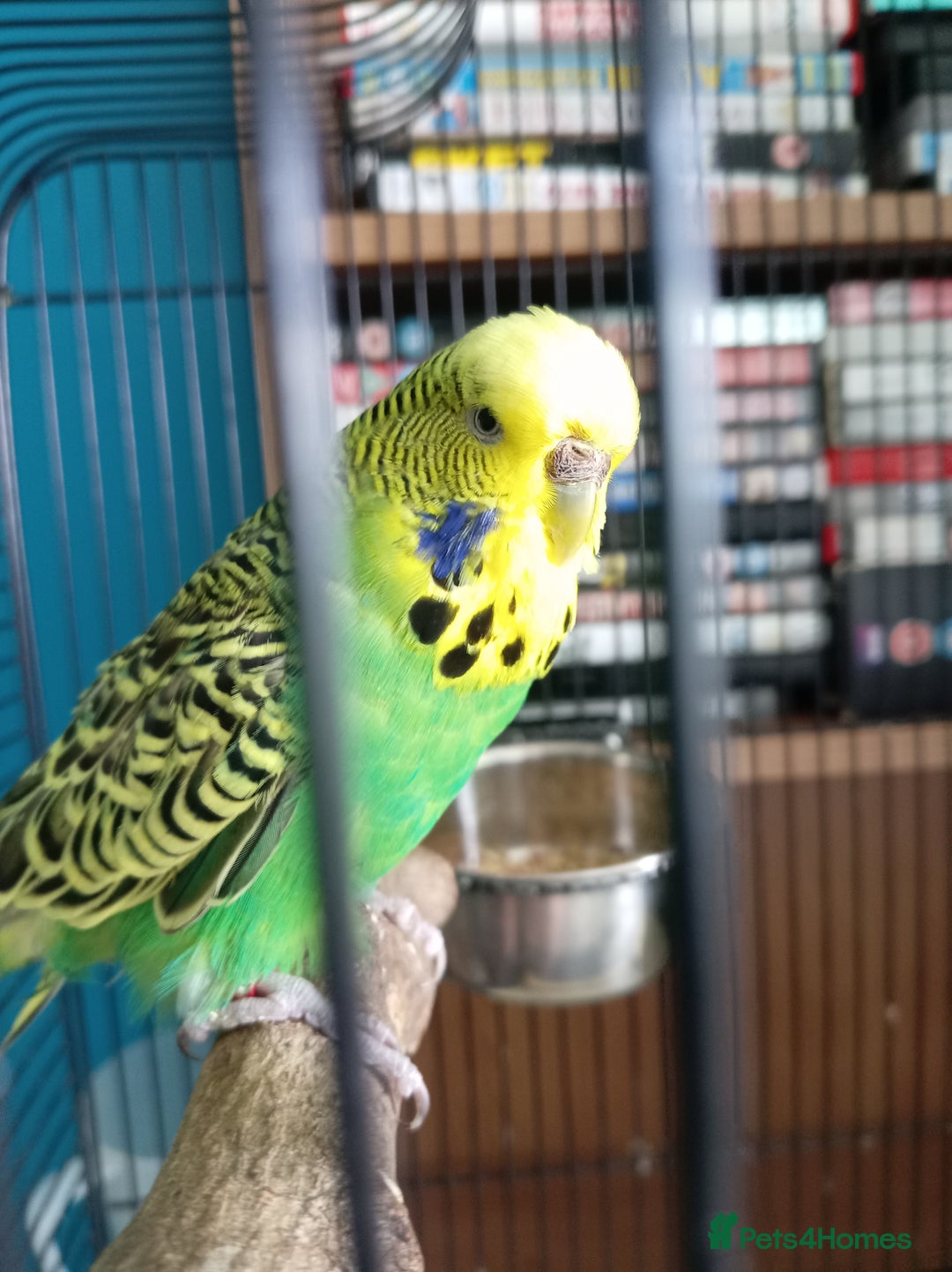 Budgerigars birds for sale: Two budgies  - Image 2