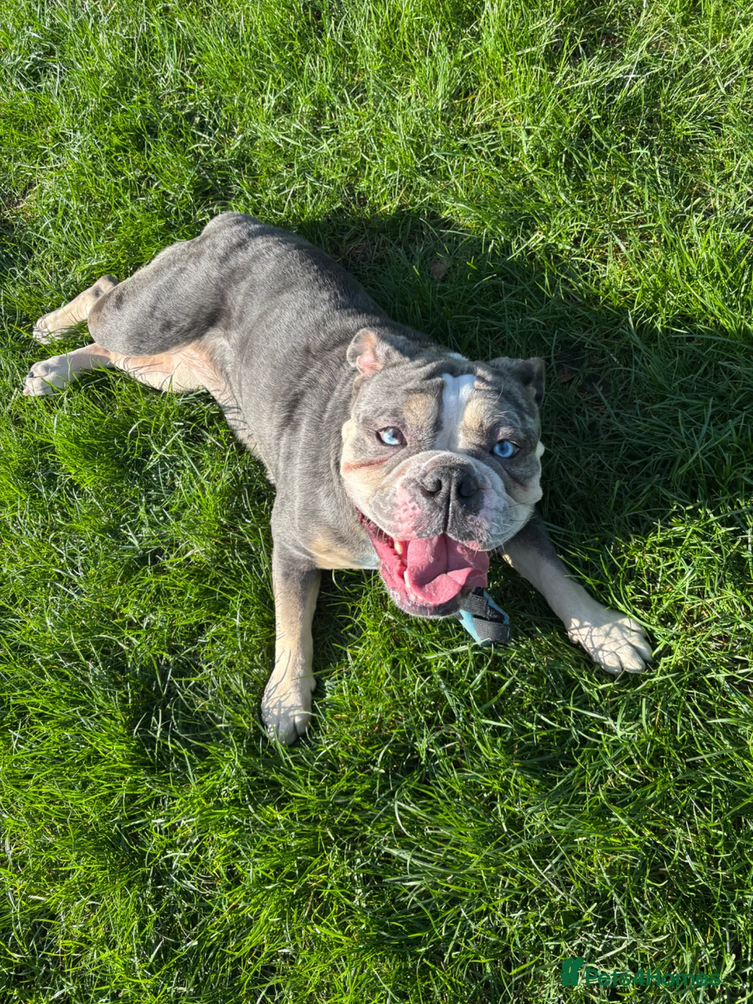 English Bulldog dogs for sale: Misty  in Chatham - Advert 2