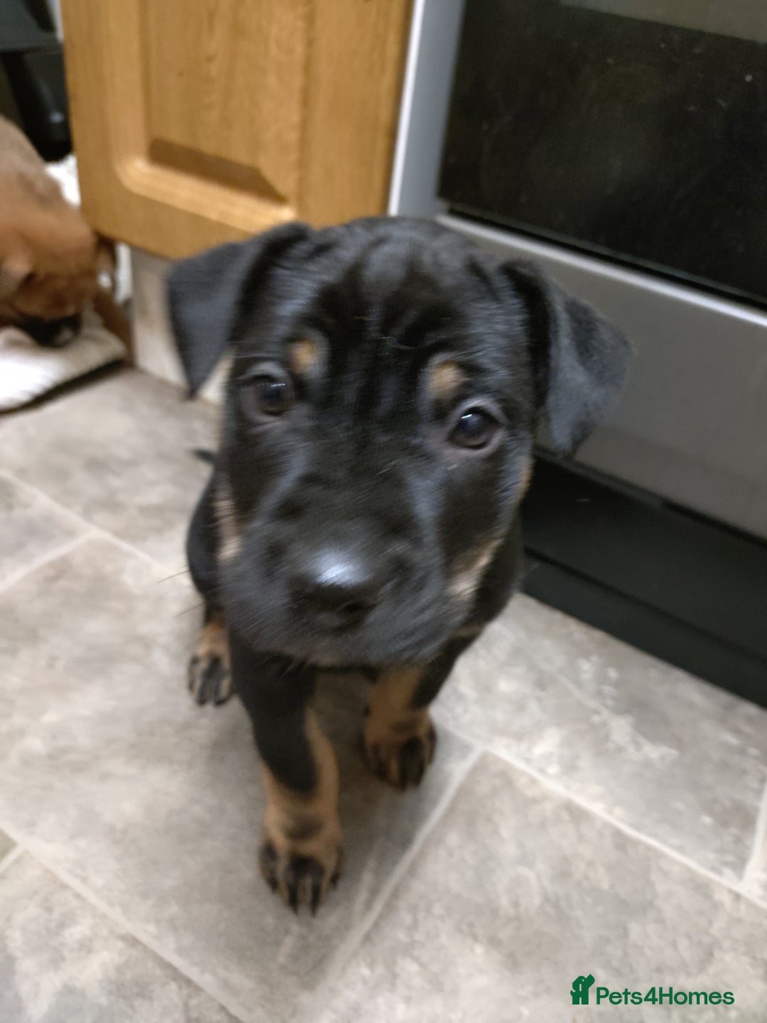 Mixed Breed dogs for sale: Huntaway X German shepherd X  - Advert 6