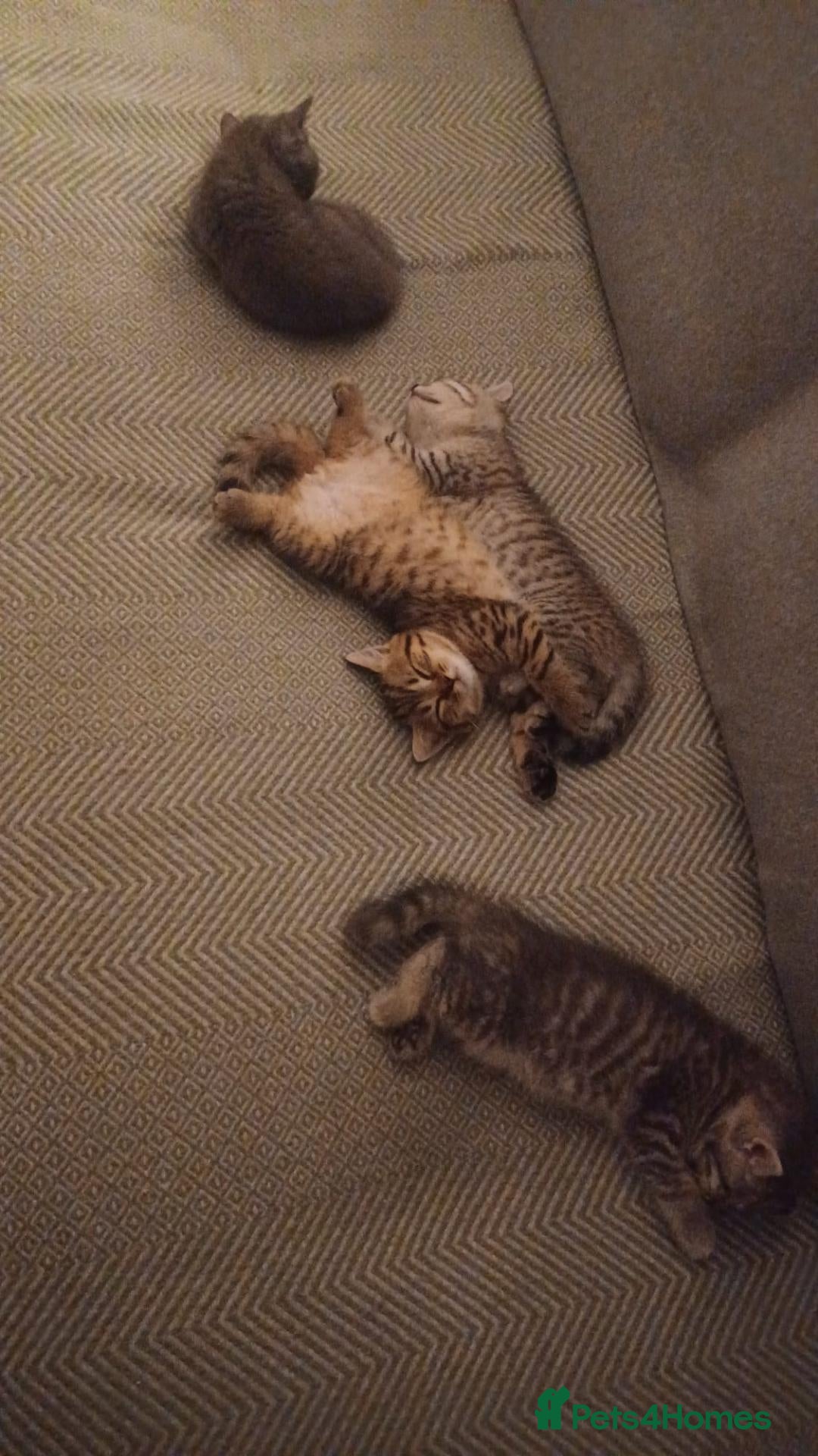 British Shorthair cats British shorthair kittens  - Advert 1