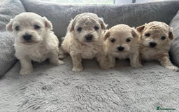 Poochon dogs for sale: 4 Girls Poochon white/Beige 2 reserved 2 avaliable - Image 1