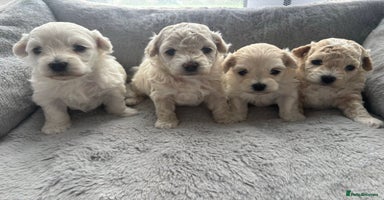 Poochon dogs - Advert 2