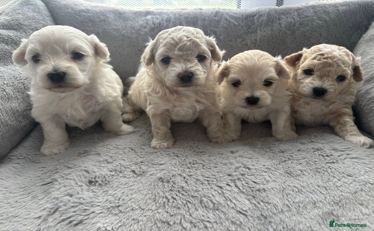 Poochon dogs - Advert 2