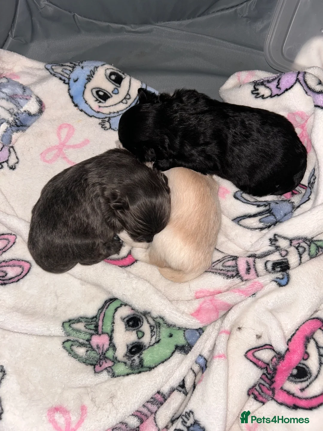 Maltipom dogs for sale: Pomeranian/maltese  in Blackwood - Advert 1