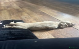 Miniature Dachshund dogs for sale: Highest quality champion line cream long haired  - Image 20