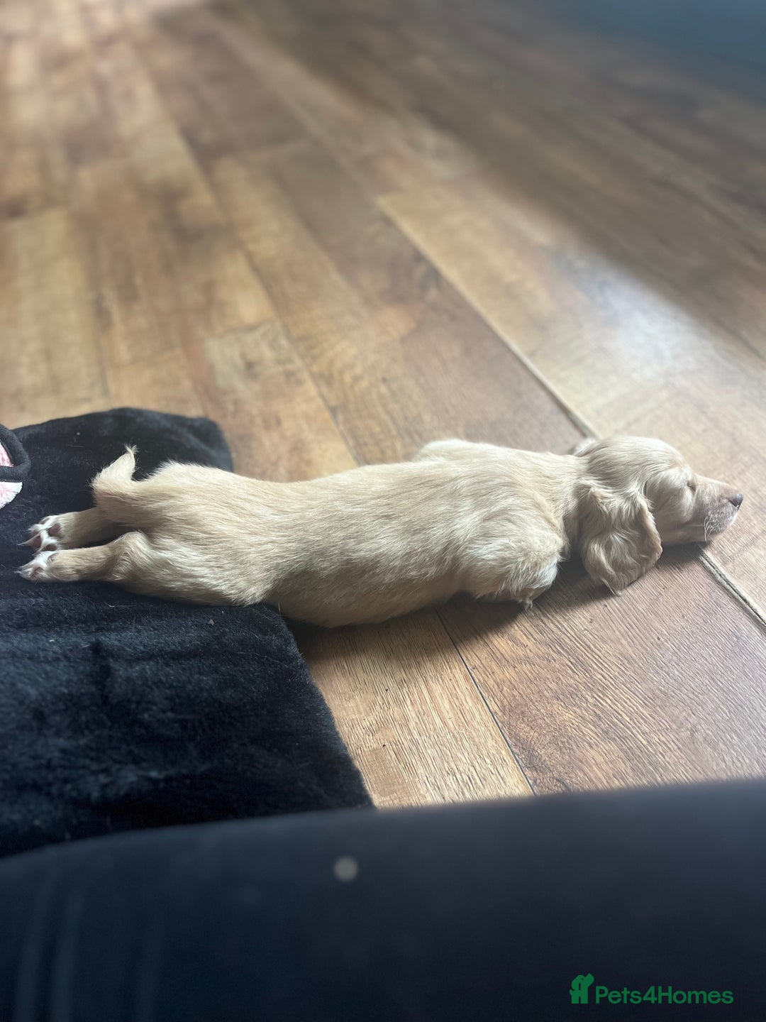 Miniature Dachshund dogs for sale: Highest quality champion line cream long haired  - Image 20