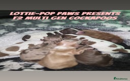 Cockapoo dogs for sale: ✨ Beautiful F2 Multi-Gen Cockapoo Puppies - Image 1