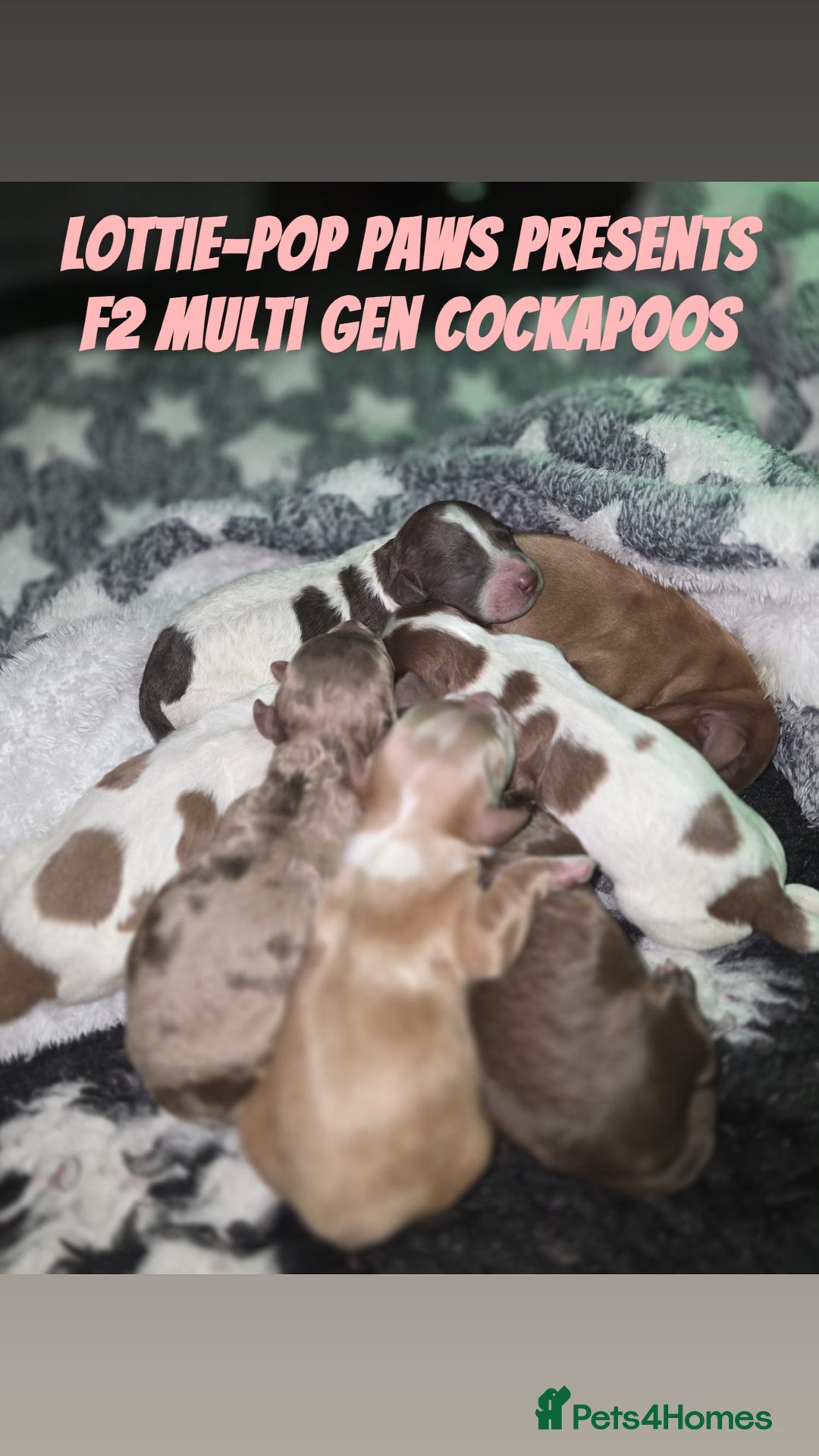 Cockapoo dogs for sale: ✨ Beautiful F2 Multi-Gen Cockapoo Puppies - Image 1