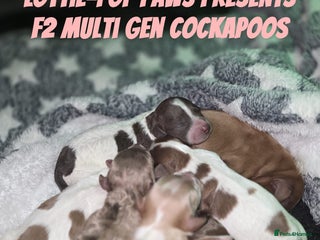 Cockapoo dogs - Advert 16