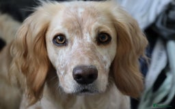 Cocker Spaniel dogs for sale: Male Working Cocker Spaniel Puppies for sale - Image 8