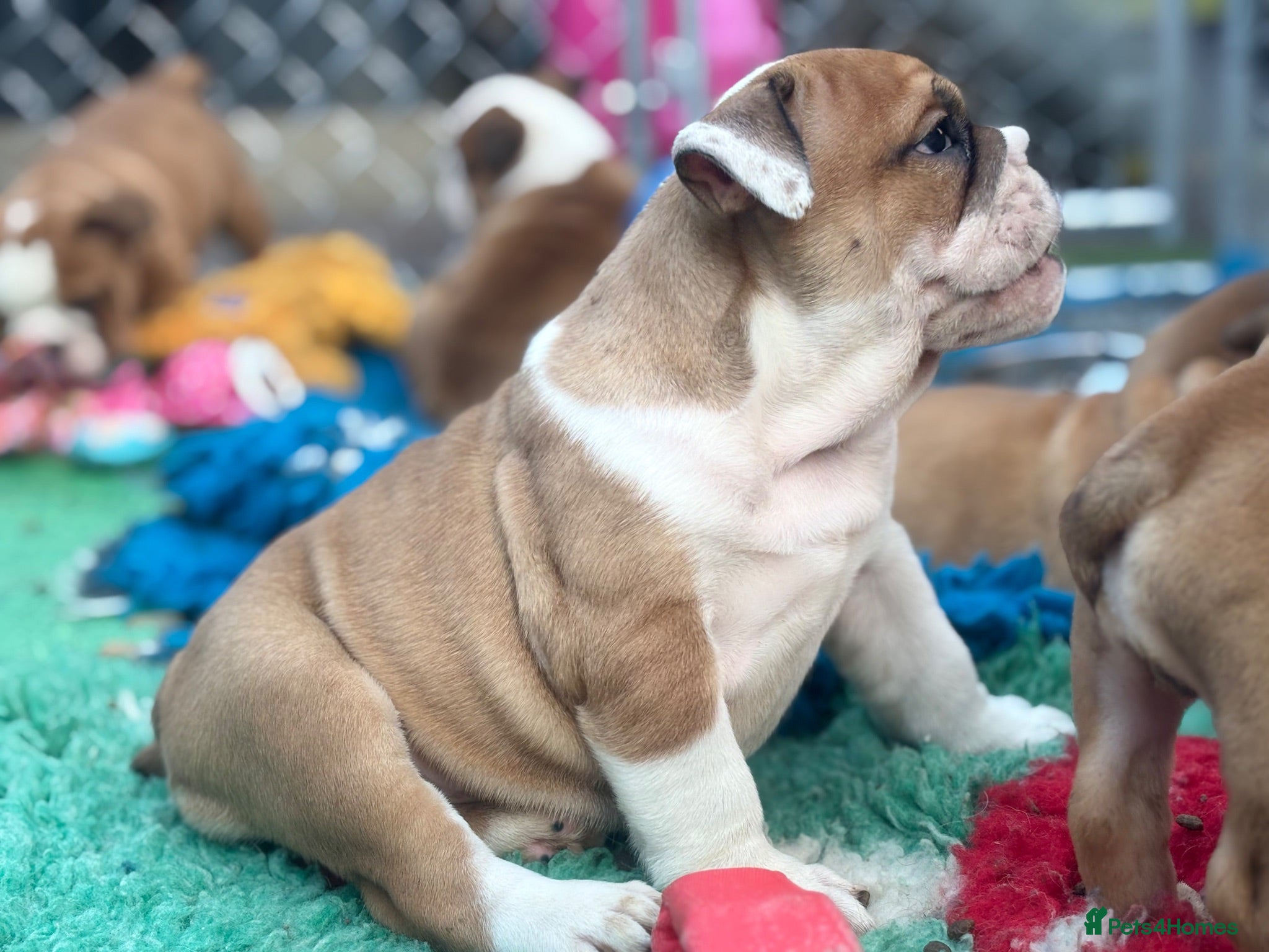 English Bulldog dogs Ready to leave *Health checked*Vaccinated* - Advert 11