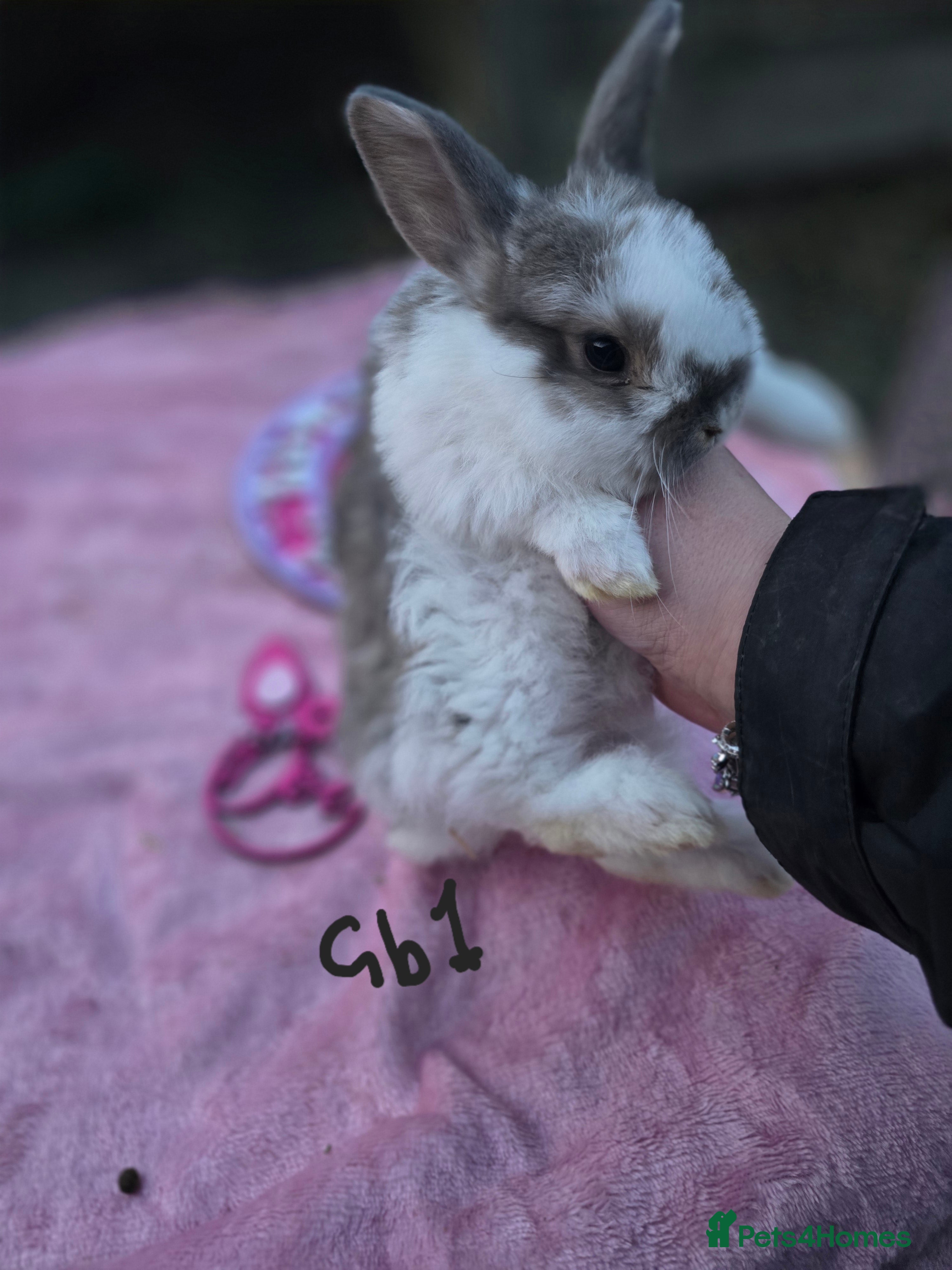 Mini Lop rabbits Baby mini lops for sale - Advert 11