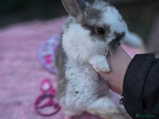 Mini Lop rabbits Baby mini lops for sale - Advert 15