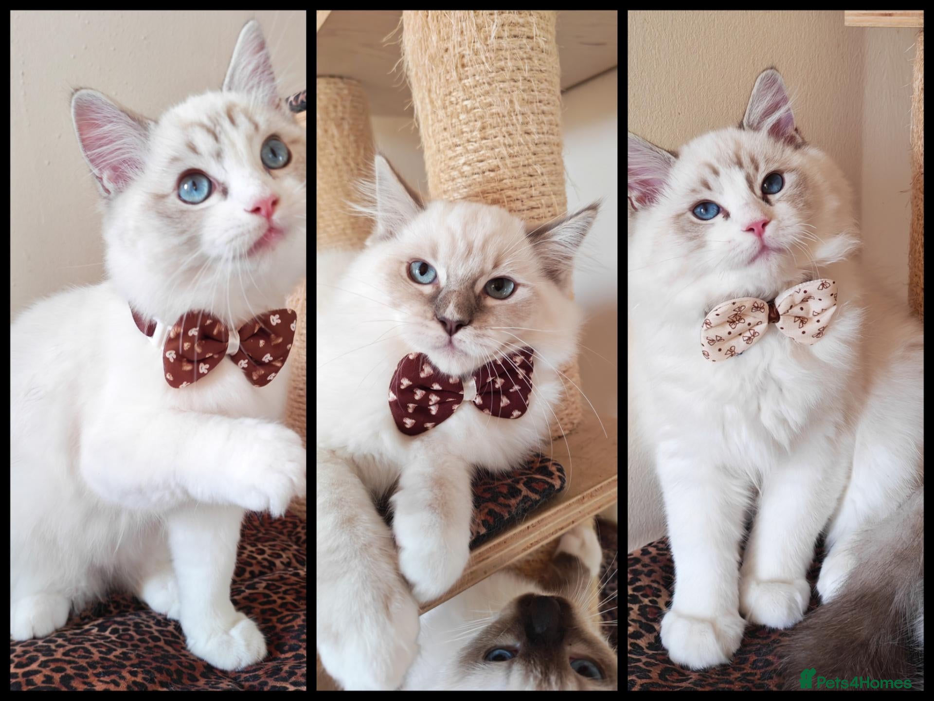 Ragdoll cats GCCF REGISTERED BEAUTIFUL RAGDOLLS KITTENS  - Advert 11