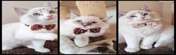 Ragdoll cats for sale: GCCF REGISTERED BEAUTIFUL RAGDOLLS KITTENS  - Advert 1