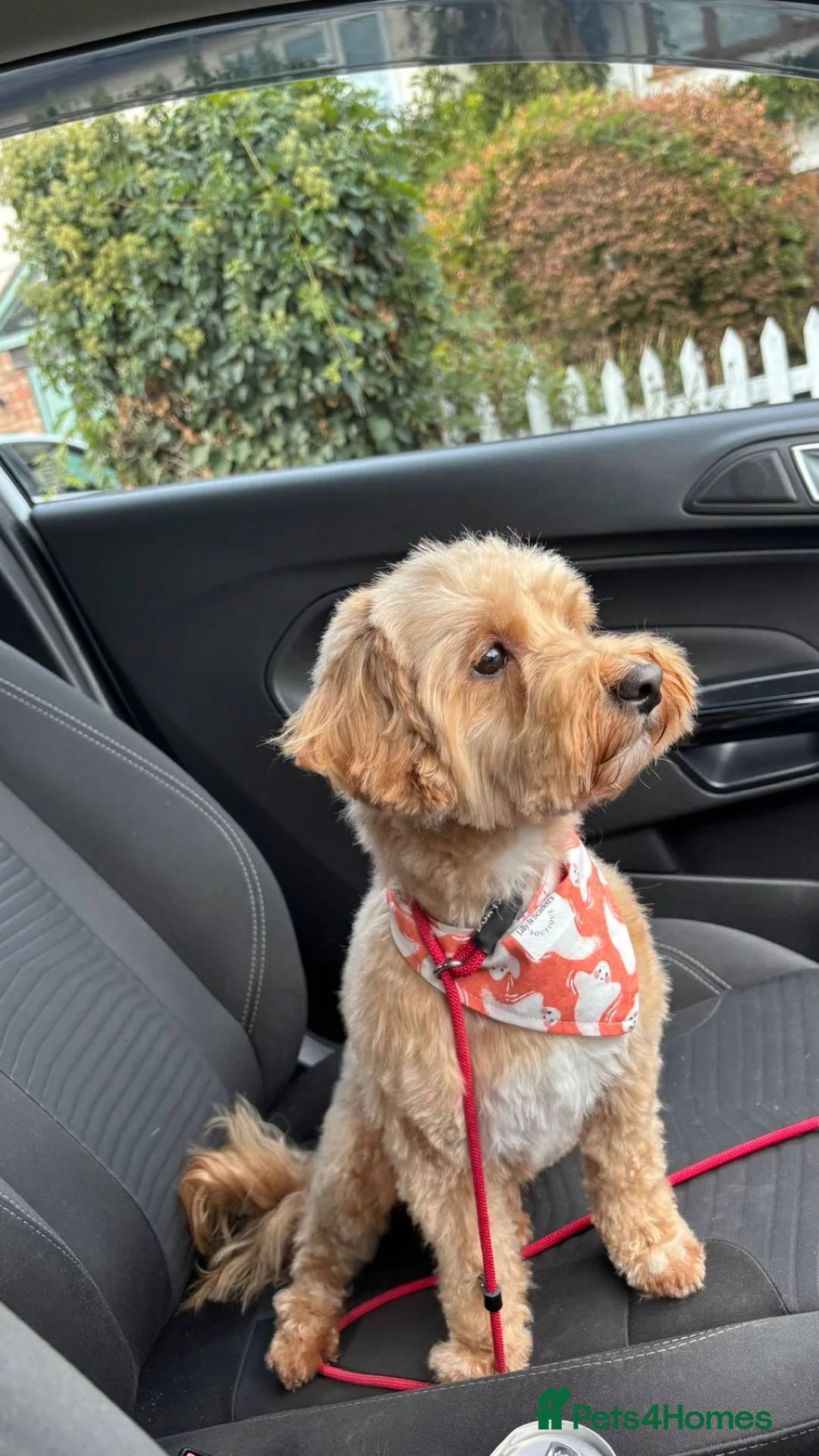 Maltipoo dogs for sale: 2 Maltipoo puppies looking for forever homes - Advert 10