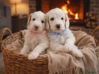 Labradoodle dogs Stunning Australian Labradoodles 🐾 - Advert 2