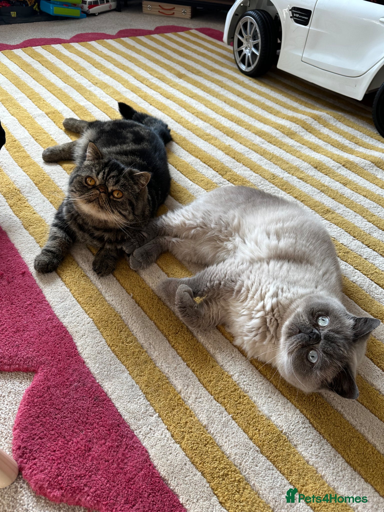 Exotic cats for sale: Rufus is looking for a new home  - Advert 4