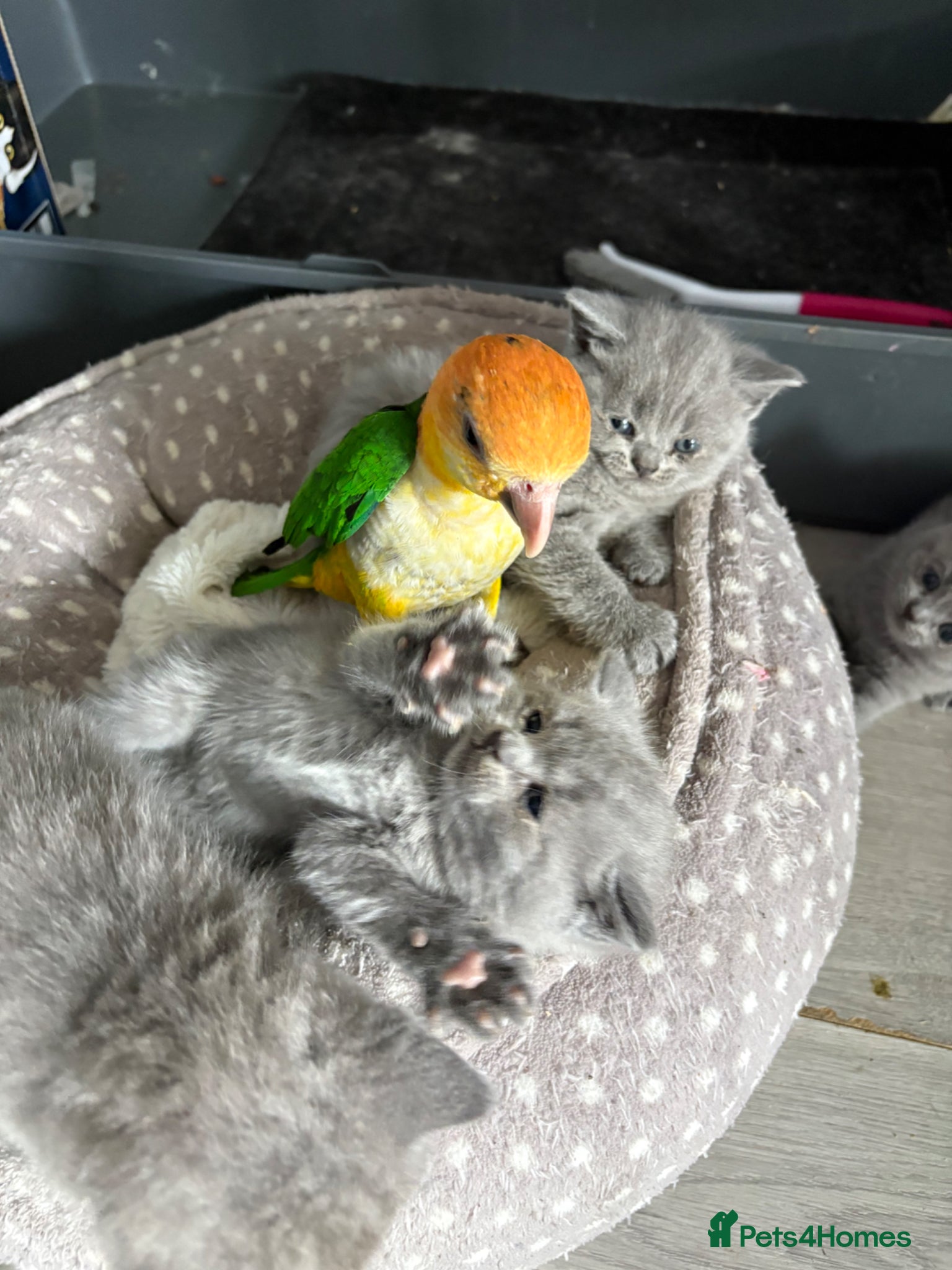 Parrots birds Rio – Beautiful Hand-Reared Caique for Sale - Advert 1