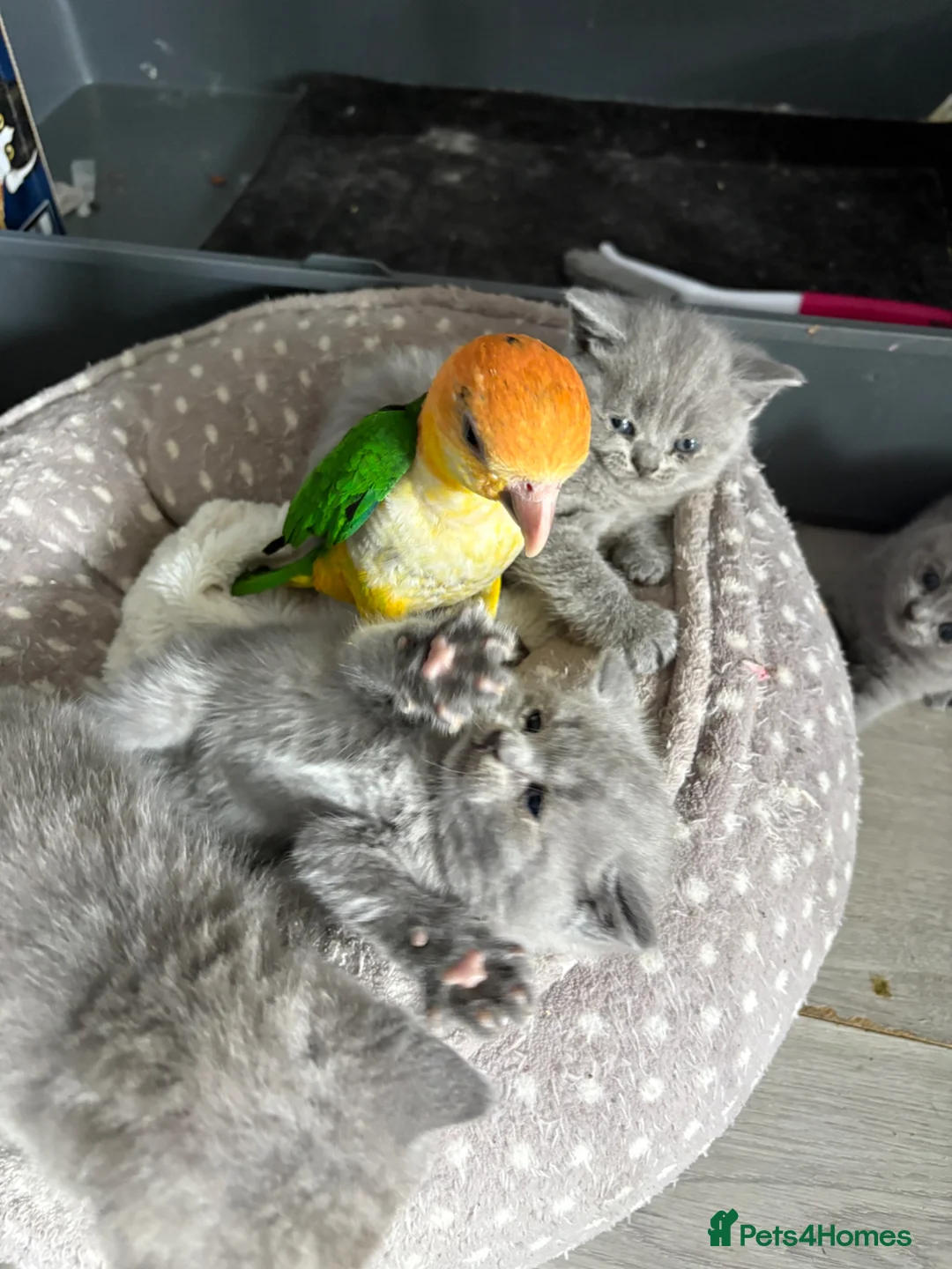 Parrots birds for sale: Rio – Beautiful Hand-Reared Caique for Sale - Advert 1