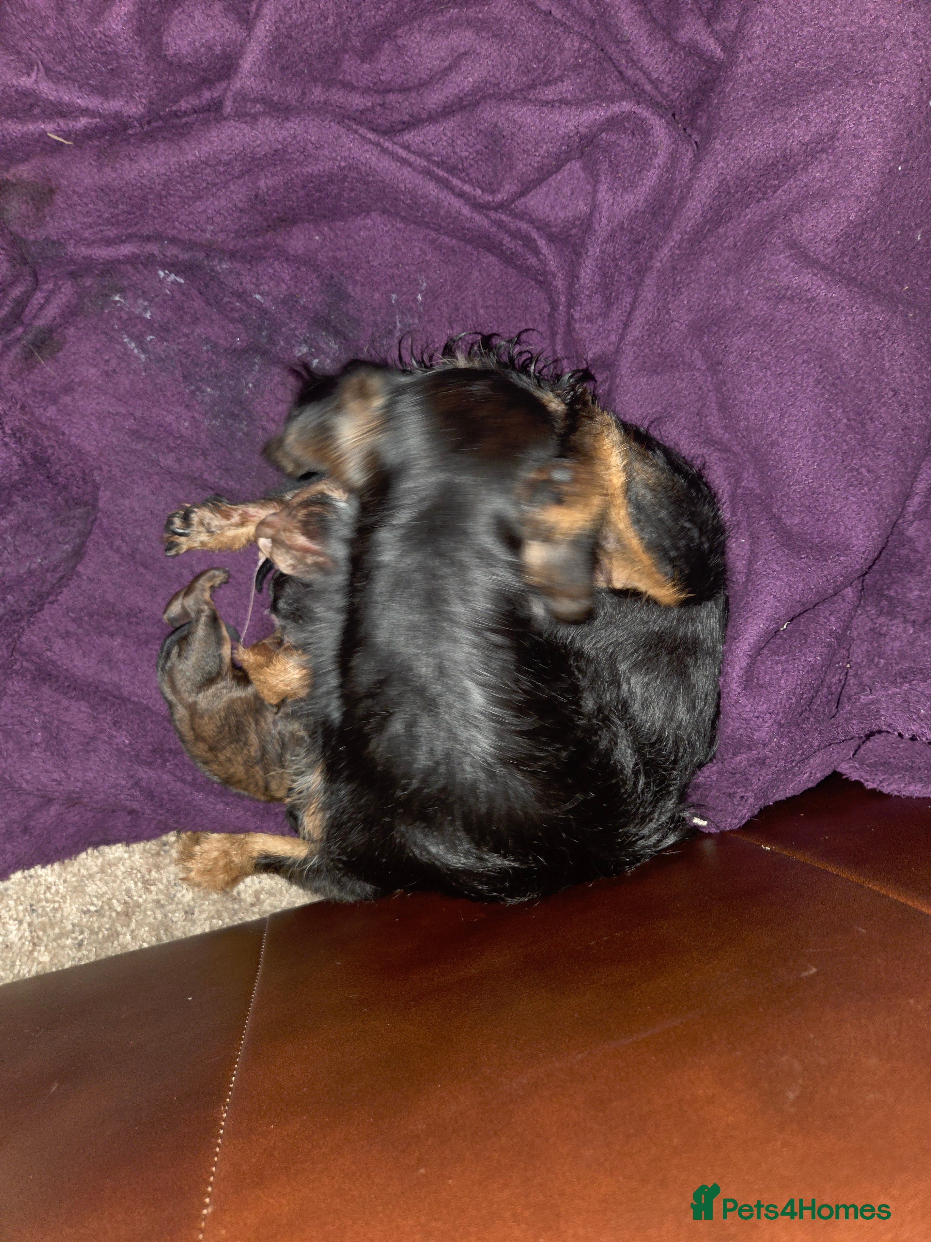 Mixed Breed dogs Mixed breed pups 2m1f - Advert 16