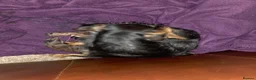 Mixed Breed dogs for sale: Mixed breed pups 2m1f - Advert 1