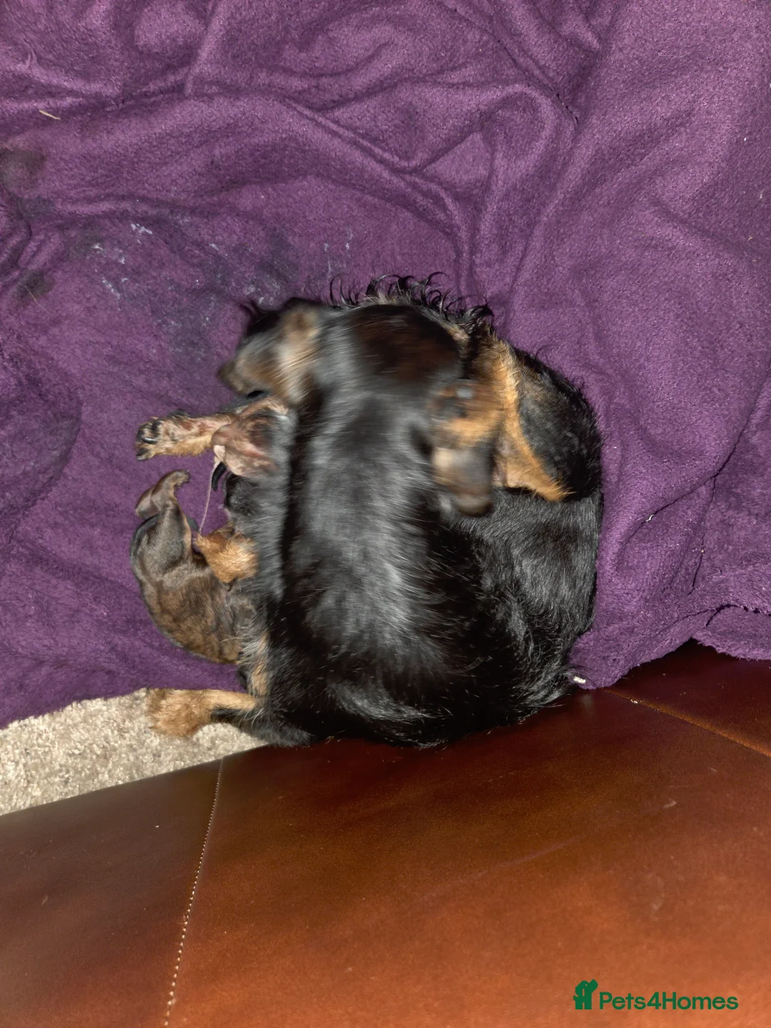 Mixed Breed dogs for sale: Mixed breed pups 2m1f - Advert 1