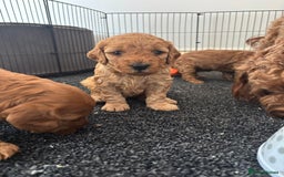 Cockapoo dogs for sale: Cockapoo puppy’s  - Image 12