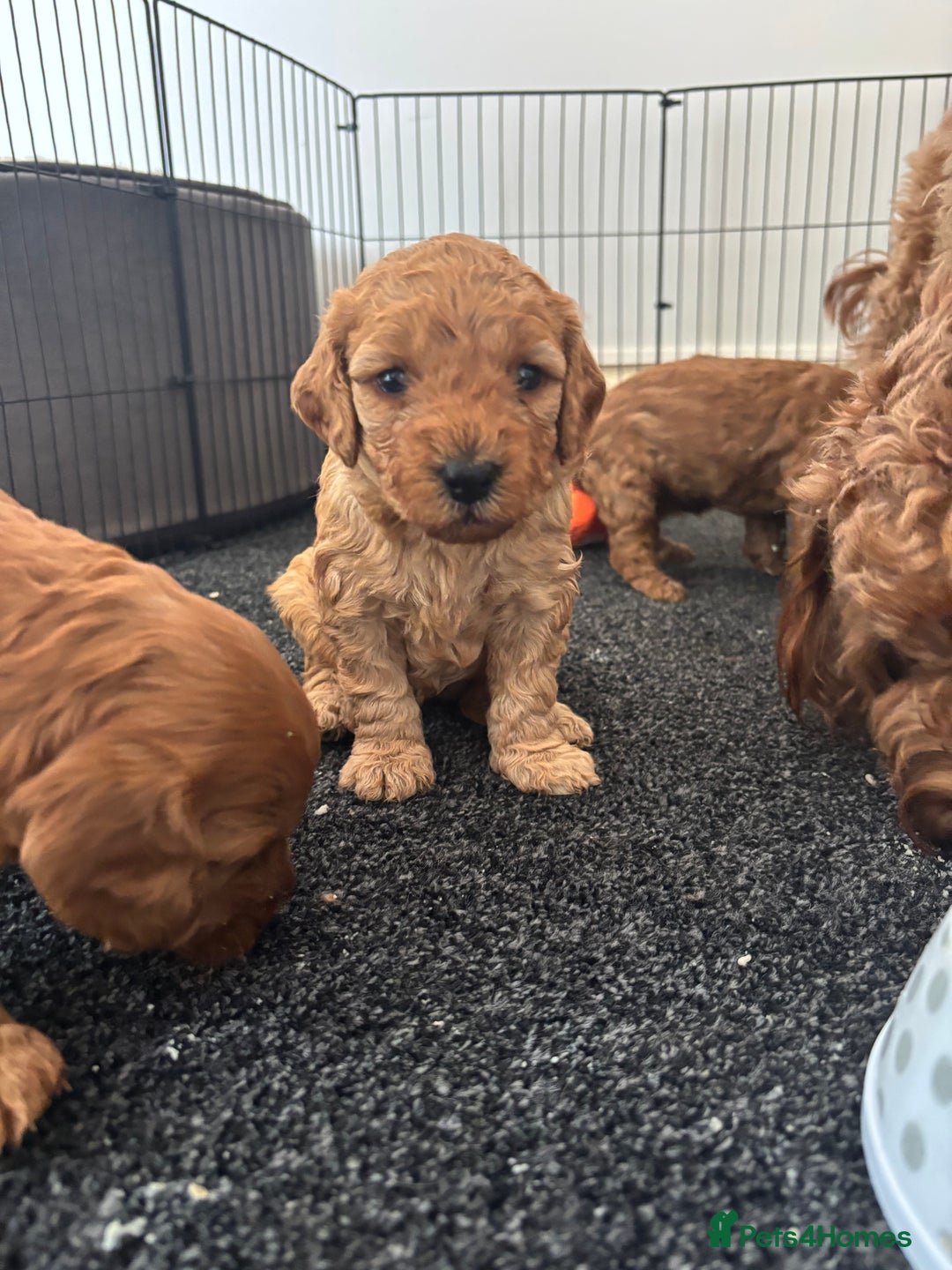 Cockapoo dogs for sale: Cockapoo puppy’s  - Image 12