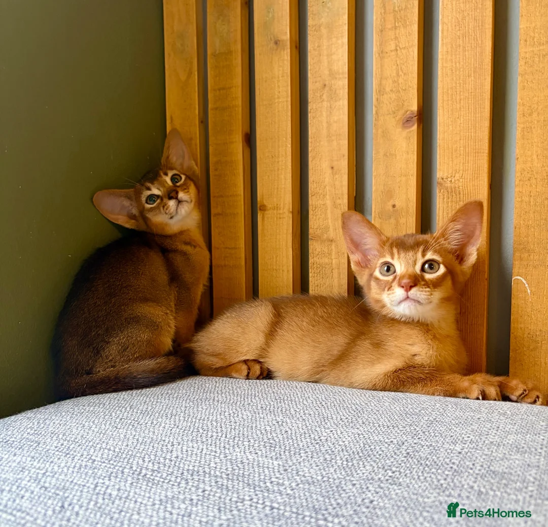 Abyssinian cats for sale: Stunning GCCF Abyssinian kittens - Advert 1