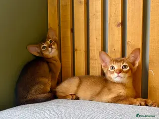 Abyssinian cats Stunning GCCF Abyssinian kittens - Advert 2
