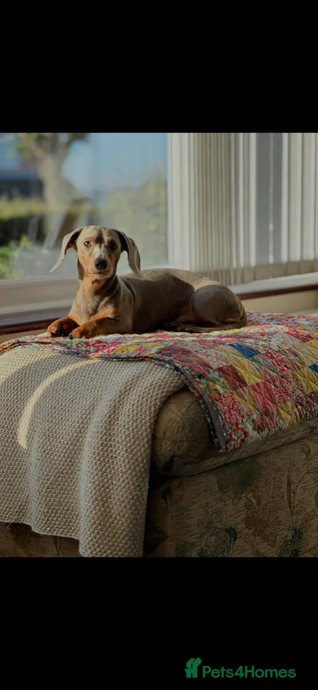 Miniature Dachshund dogs for stud: Isabella & Tan Miniature Dachshund for stud - Advert 1