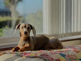 Miniature Dachshund dogs Isabella & Tan Miniature Dachshund for stud - Advert 3