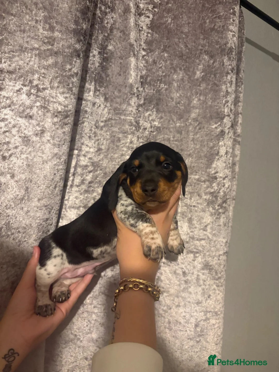 Dachshund dogs for sale: Dashhound puppies  in Kidderminster - Advert 11