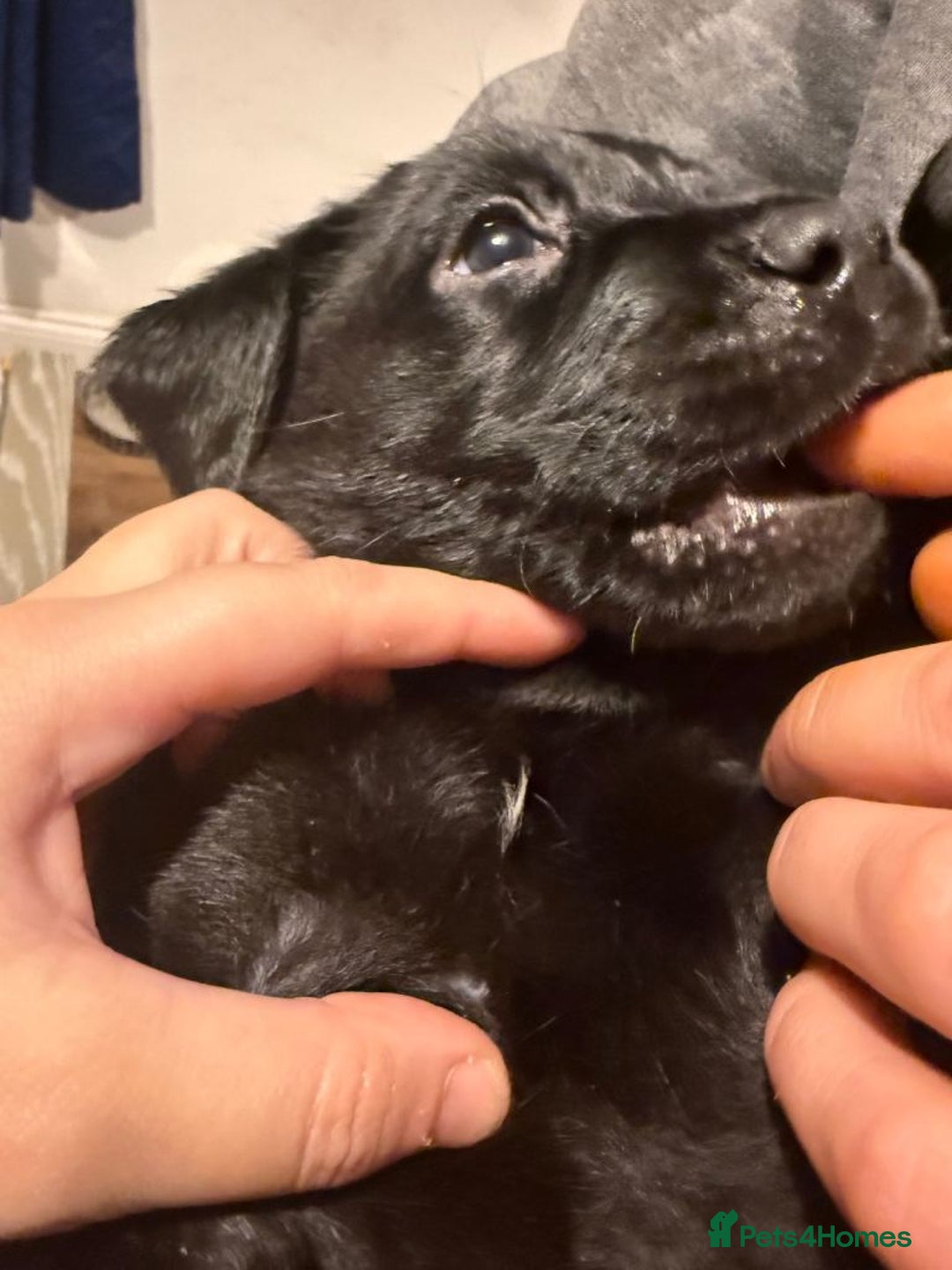 Labrador Retriever dogs for sale: Beautiful Pure Labrador Puppies –5 Available  - Advert 8